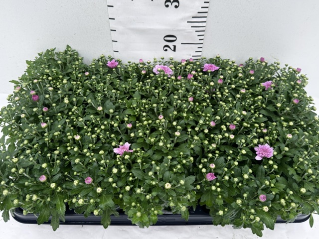 Chrys. winterh rosa