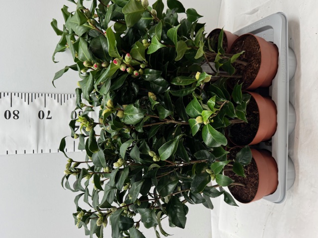 Camellia Mix 17er