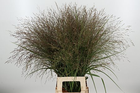 Panicum Gras