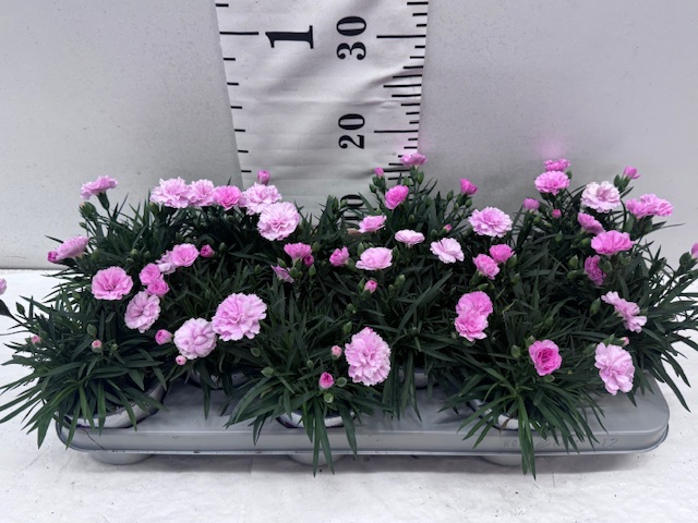 Dianthus I Love U 11er
