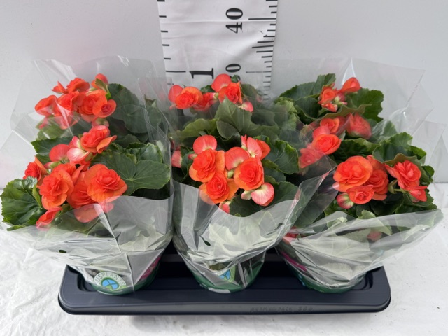 Begonie 13er orange