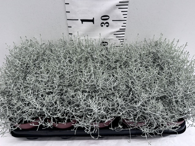 Calocephalus 12er