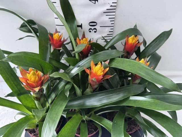 Guzmania Yeltix