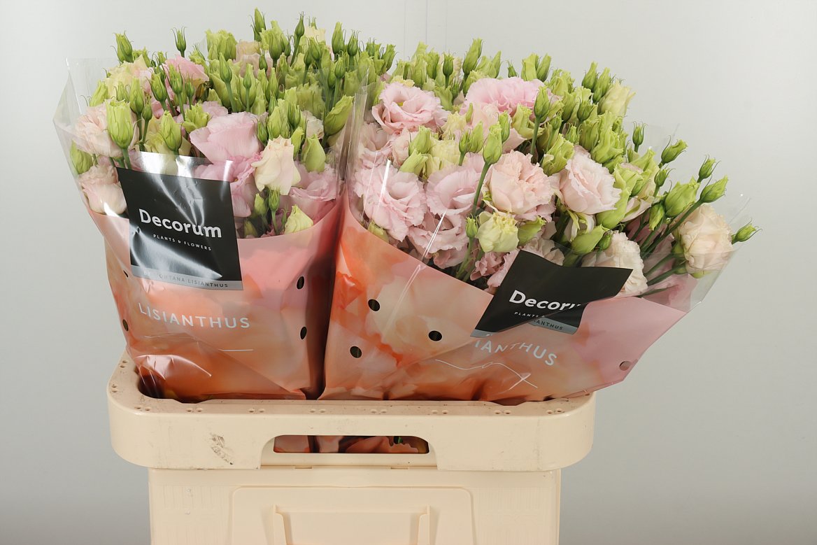 Lysianthus hell rosa