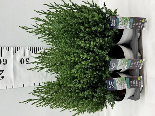 Juni Ch Stricta