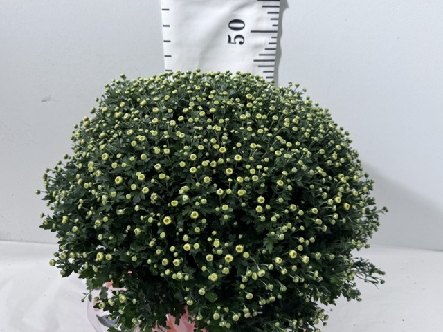 Chrys Busch 19er gelb 50cm