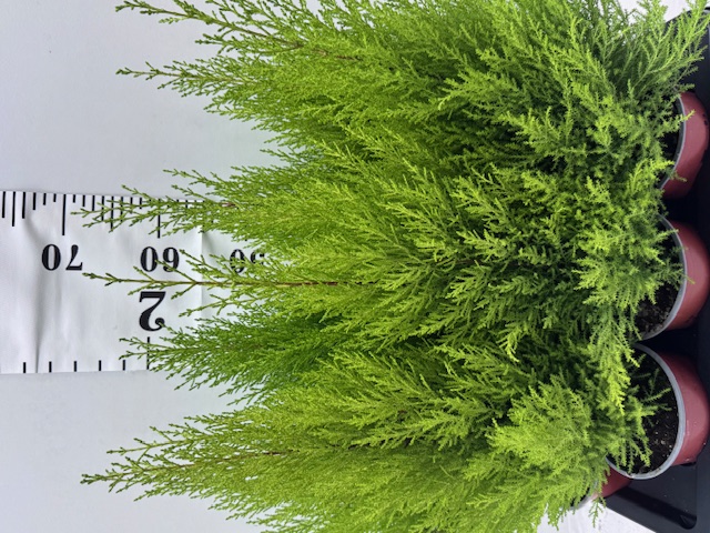 Cupressus Goldcrest