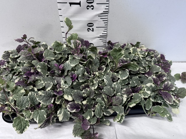 Ajuga bunt