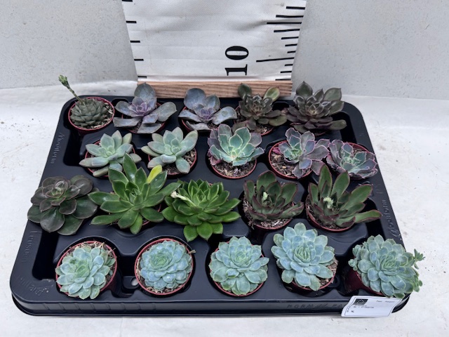 Echeveria Mini Mix