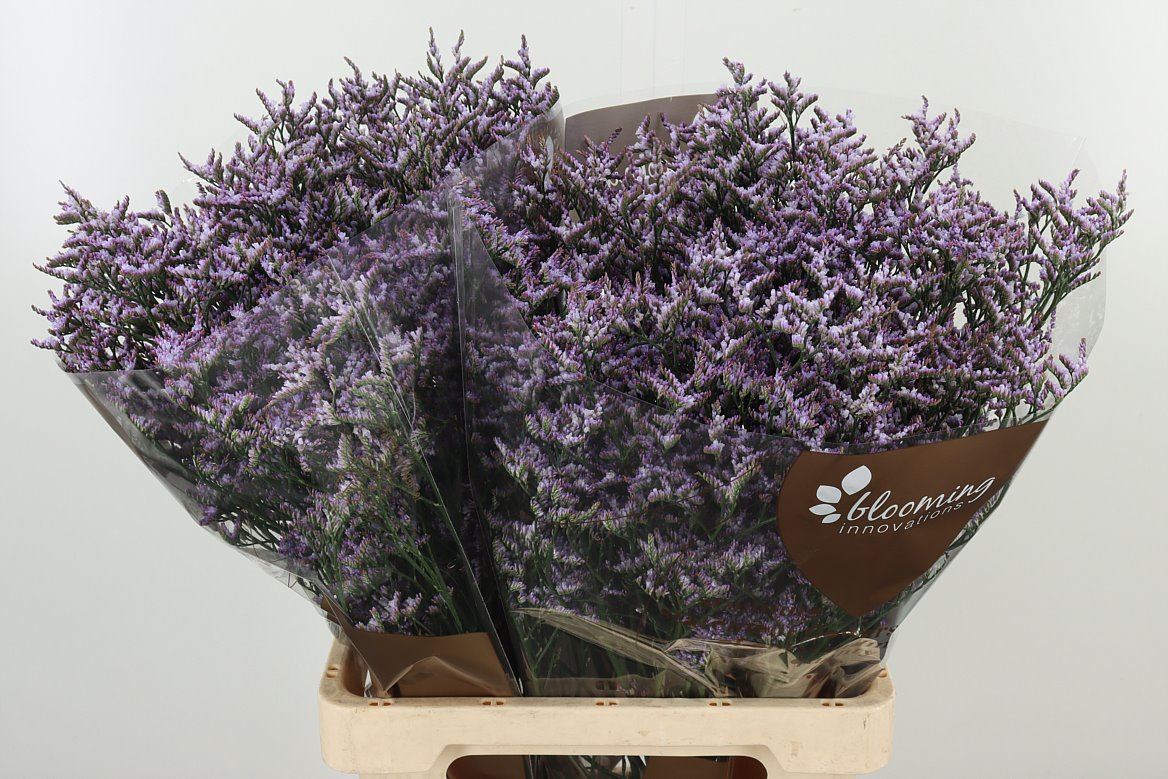 Lim Saf Lilac