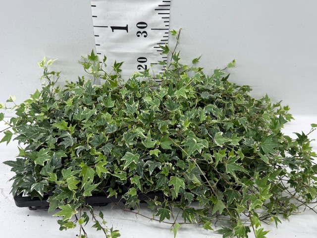 Hed 9er x15 gr/weiß