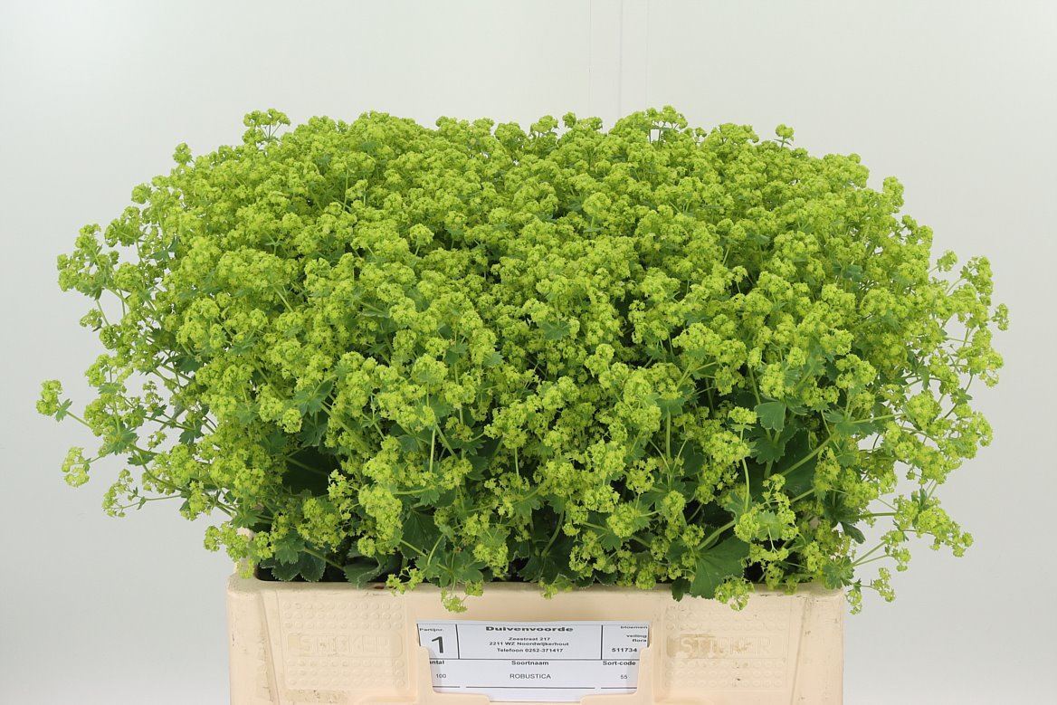 Alchemilla