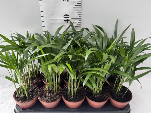 Dypsis Lutescens
