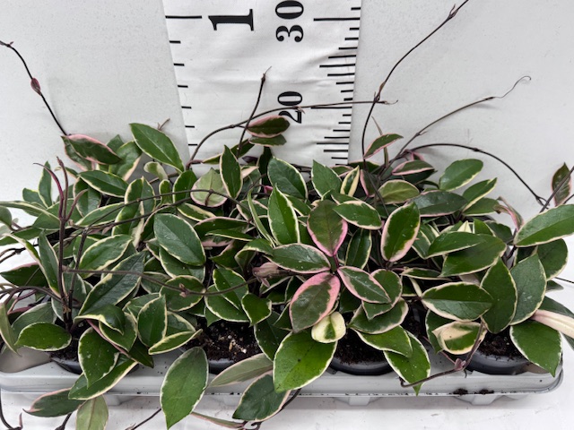 Hoya Carnosa