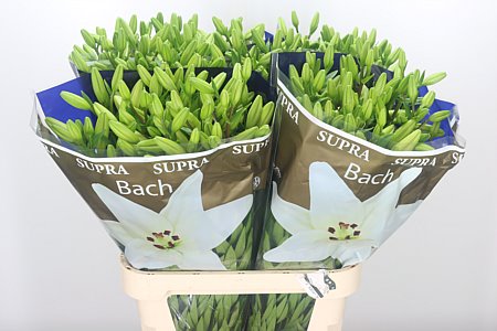 Lilien creme Bach