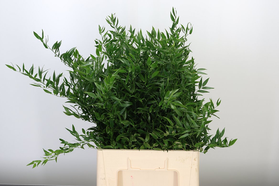 DEC RUSCUS ACULEATUS