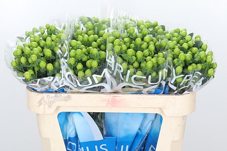 Hyp grün