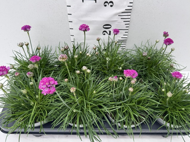 Armeria rosa