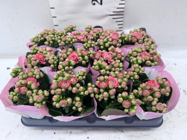 Calan Adelaide Mini