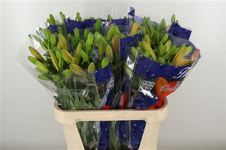 Lilien Honety orange