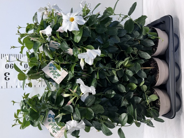 Dipladenie 17er weiss