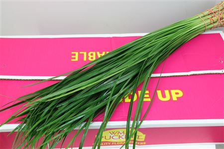 DEC LILLY GRASS