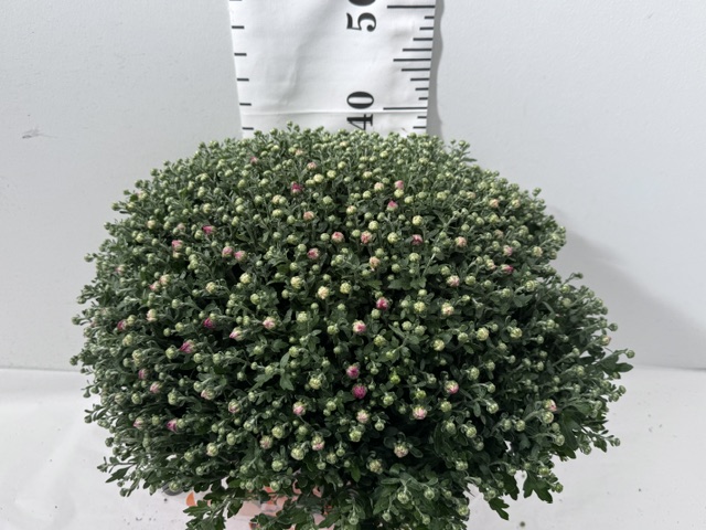 Chrys Busch 19er lila 50cm