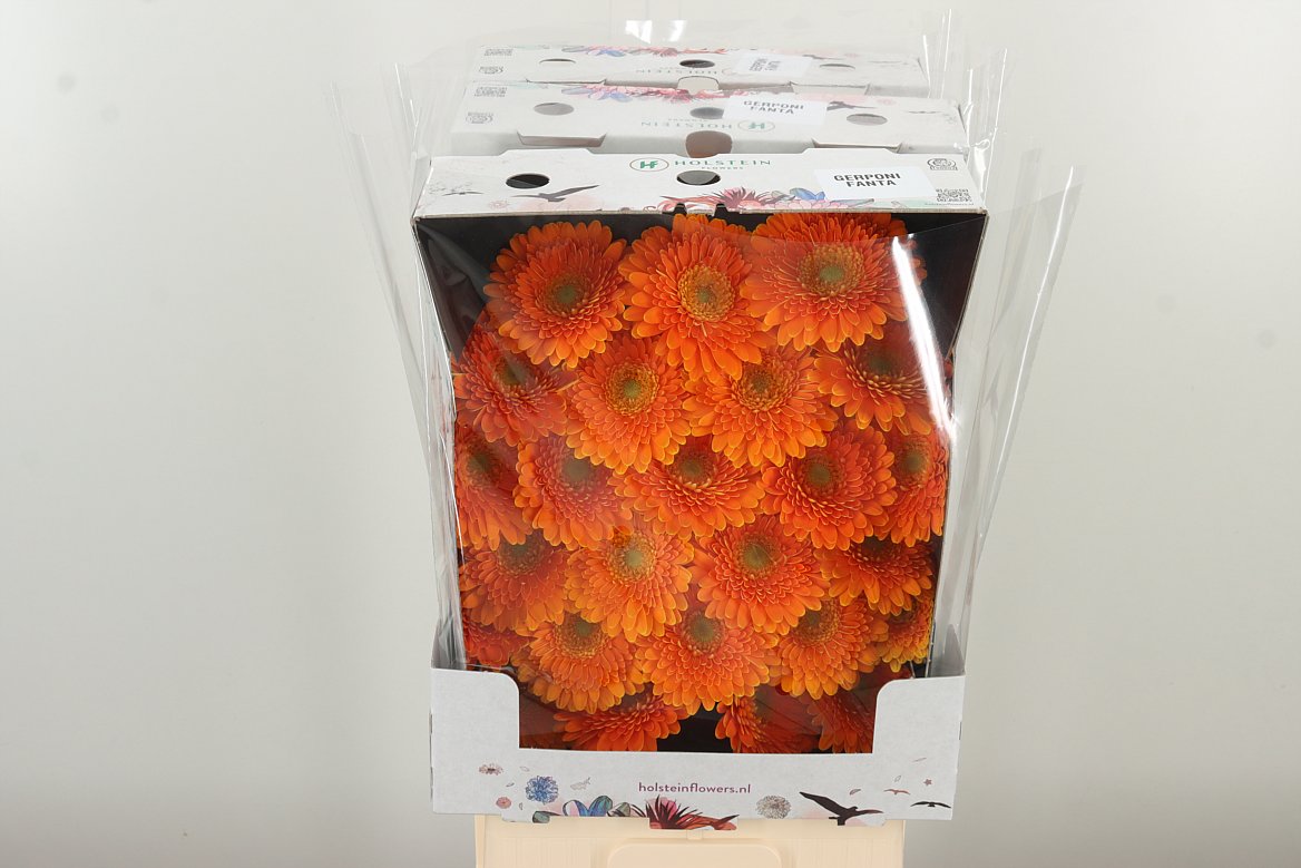 Germini Pom Fanta oran