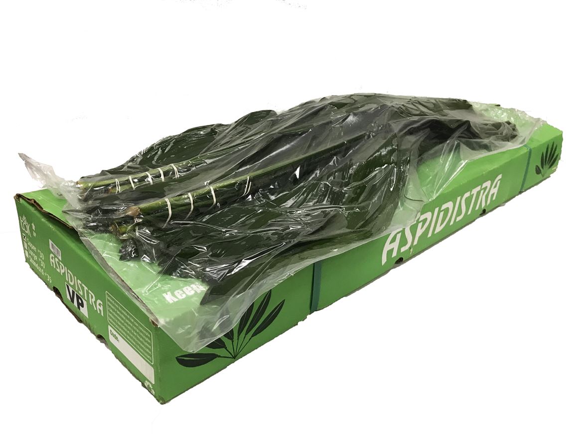 Aspidistra