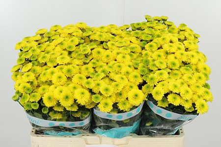 CHR SAN MAVERICK YELLOW