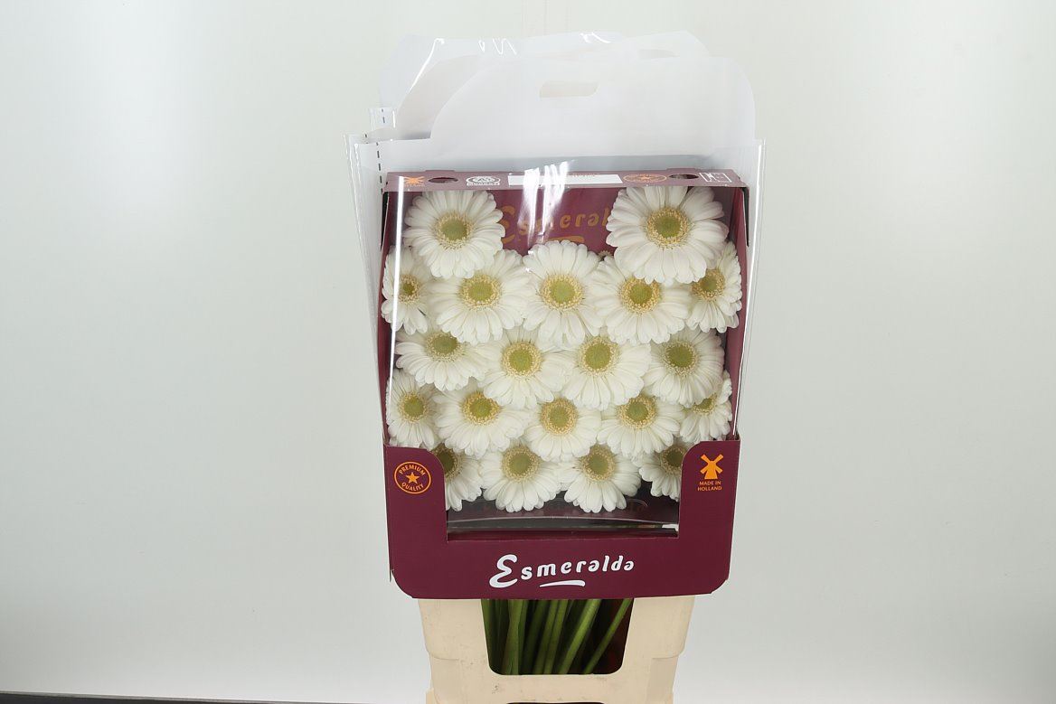 Germini Albino weiss