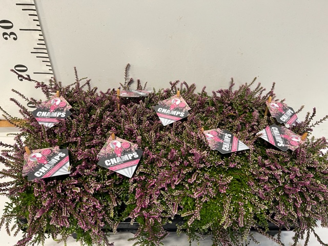 Cham L Ellwoodii - 12er Palette