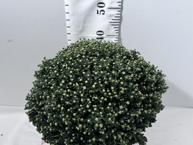 Chrys Busch 19er rosa 50cm