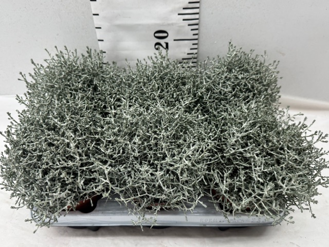 Calocephalus 13er