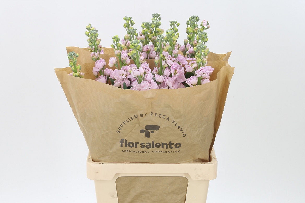 MATTH IRON CHERRY BLOSSOM