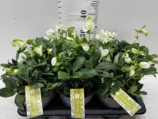 Helleborus 17er