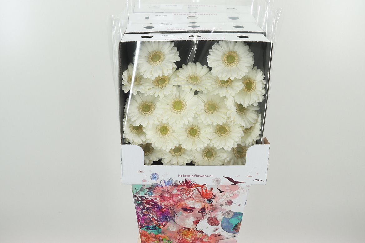 Germini Albino weiss