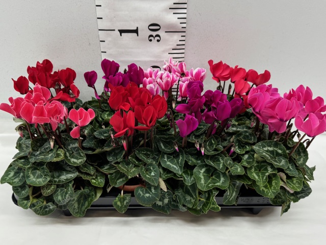Cyclamen Midi Mix