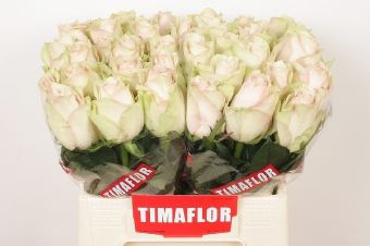 Pfingstrosen Mr Jules Elie