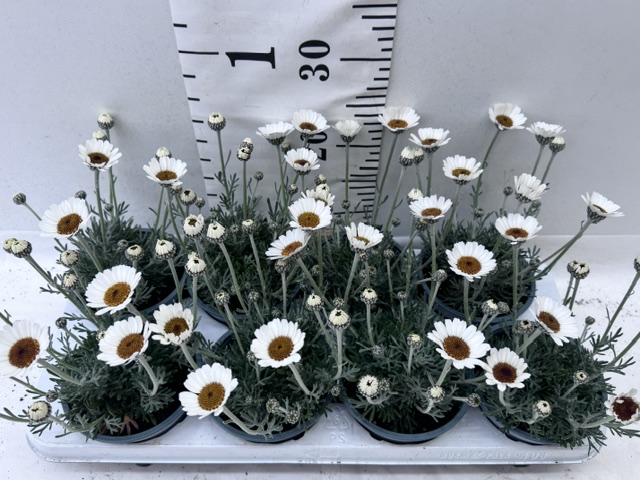 Rhodantheum weiß