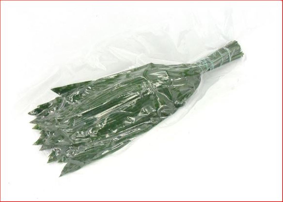 Aspidistra