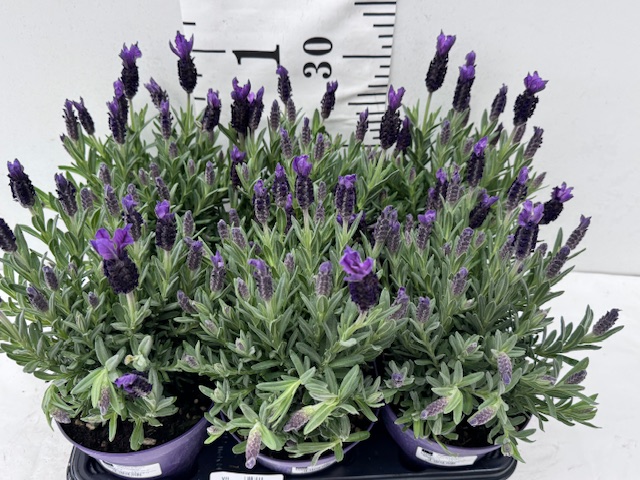 Lavan Stoe 14er Busch