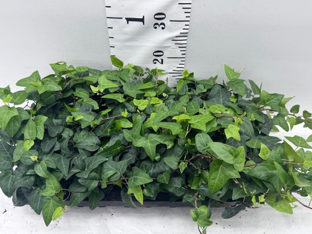 Hedera 9er Mein Herz