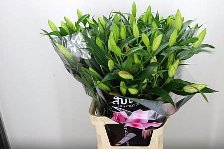 Lilien Or Frontera Pink