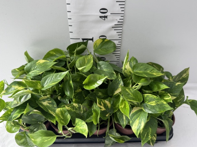 Epipr Aureum