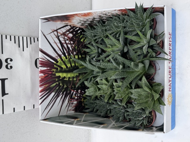 Aloe Gem