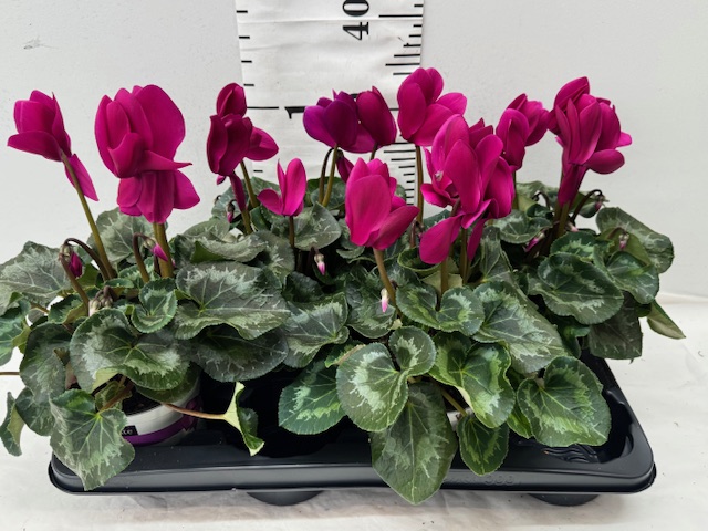 Cyclamen 13er lila