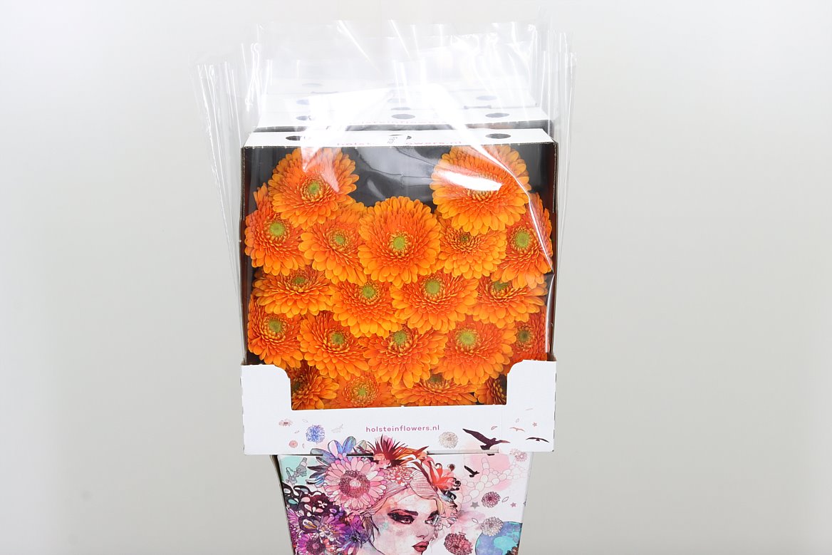 GE MI @ POMPONI FANTA