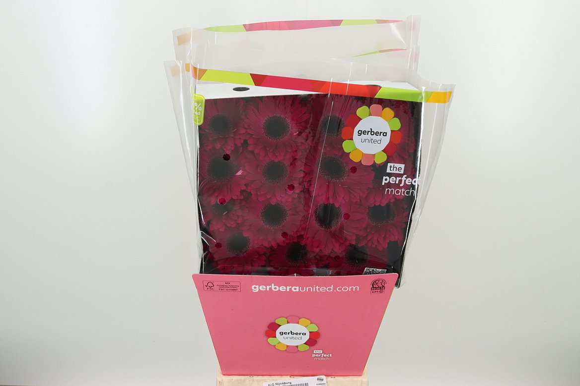 Gerbera Aladin pink