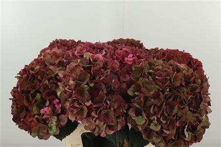 Hydr M Mag Ruby Cl P